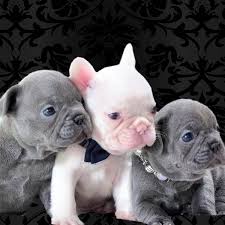 Allevamento e vendita cuccioli Bulldog Francese ed Inglese di qualità - I  Cuccioli di Carlotta