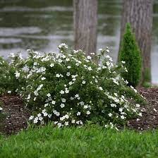White flowering tobacco (nicotiana alata). 25 Bushes With White Flowers White Flowering Shrubs