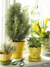 how to grow herbs indoors when all you