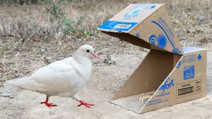 making pigeon bird trap using paper box