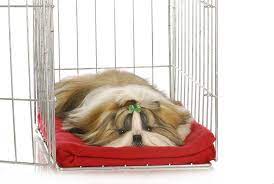 5 best bedding options for dog kennels