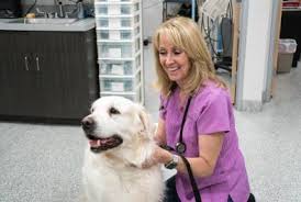 Northview animal hospital is a full service clinic with a focus on health and education of small animal and exotic pets. Veterinarian In Anaheim Ca Anaheim Hills Pet Clinic