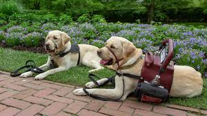 With patience, determination, and commitment, you can train a service dog yourself. How To Afford A Service Dog Bankrate