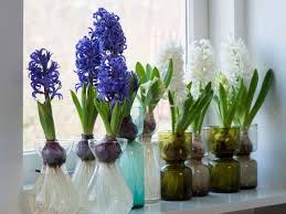 how to plant and care for hyacinth