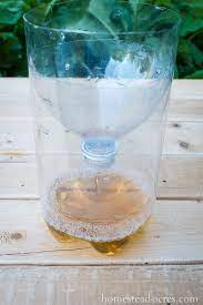 how to make a fruit fly trap get rid