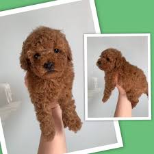 toy poodles dogs puppies gumtree