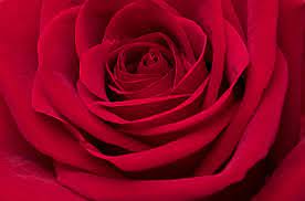red roses close up background free