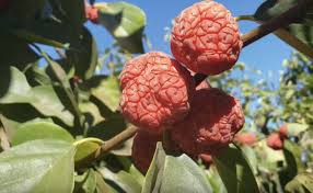 Fruit Trees That Are Drought Tolerant