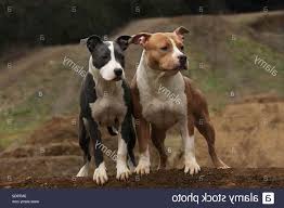 Now rainbow ridge kennels, also breeders of guardstoc… American Staffordshire Terrier Puppies For Sale In Ohio Petsidi