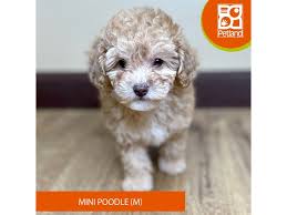poodle mini dog male red 4176724