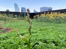 This shows how green roofs can be an instant hit with local wildlife. Orchid Thought To Be Extinct In Uk Discovered On Rooftop Of London Bank The Independent