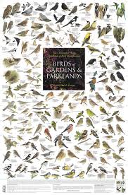 birds of gardens and parklands british