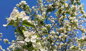 Magnificent with its orange wings laced with black lines. 5 Best Spring Flowering Trees For Connecticut Barts Tree Service