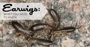 earwigs what you need to know and how