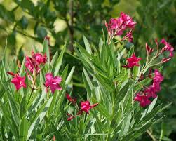 'rubra' is commonly known as pink dogwood or pink flowering dogwood. Oleander Is A Beautiful But Poisonous Shrub Hgtv