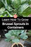 Can you grow brussel sprouts in a 5 gallon bucket?