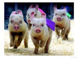 Image result for running pigs