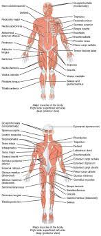 Muscle names can actually be used as a short cut to learn a muscle's location, shape and function. Muscle Wikiwand