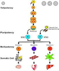 What deffrent between totipotent and pluripotent and multipotent cells