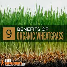 organic wheatgr benefits side