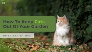 How To Keep Cats Out Of Your Garden 6