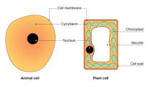 Differences between animal and plant cells. Kirsty Humphreys Humphrek169 Profile Pinterest