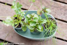 Diy Windowsill Herb Garden Simple