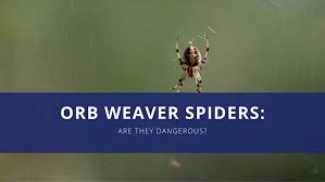 are orb weaver spiders dangerous wil