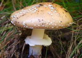 5 common mushrooms poisonous to dogs