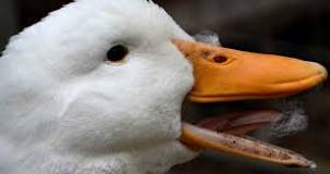 how-many-ducks-have-teeth