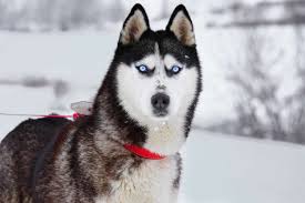 why do huskies have blue eyes husky