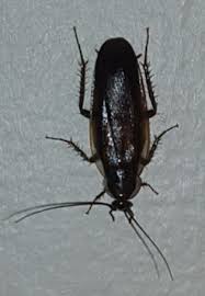 What exactly is a water bug? Roach Or Water Bug Parcoblatta Pennsylvanica Bugguide Net