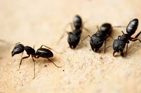 Résultats de recherche d'images pour « photo fourmis charpentiere »