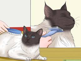 4 ways to prevent matted cat hair wikihow