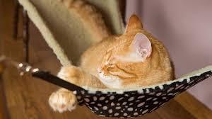 8 diy cat hammocks for felines who love
