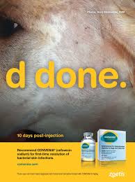 After an injection of convenia, therapeutic concentrations are maintained for approximately 7 days for pasteurella multocida infections. Today S Veterinary Practice May Jun 2015