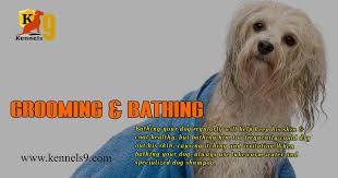 Happy pets does not dematt longer than 15minutes. Dog Grooming Dog Baths Haircuts Services In Ecil Hyderabad Zamroo