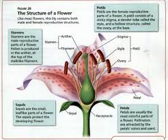 flower structure diagram quizlet