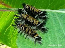 Hairy Caterpillars Of North America Wildlife Insight