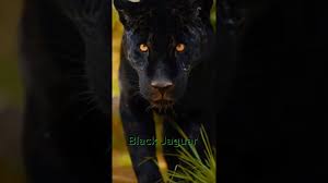 black jaguar efsane jaguars jaguar