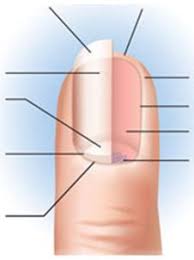 map quiz nail anatomy 1 cosmetology