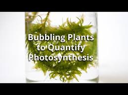 Bubbling Plants Experiment To Quantify