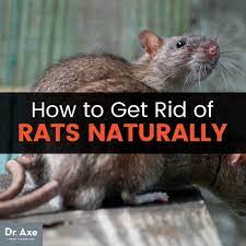 rats naturally dangers of rat poison