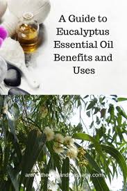 This oil is technically safe to ingest in small quantities; Eucalyptus Essential Oil Benefits And Uses In Aromatherapy