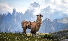 llama symbolism and llama spiritual