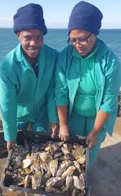 creating jobs through oyster farming