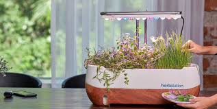 Simple Indoor Garden Ideas For Cozy