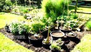 vegetable gardening beginners