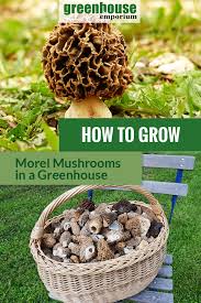 Grow Morel Mushrooms In A Greenhouse