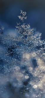 nw53 snow bokeh light beautiful nature blue